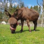 Ferienwohnungen Meinerdingen  - Top-Hundeurlaub