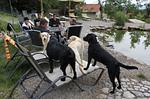 Natur-Hunde-Hotel Bergfried ein Hundeparadies - Top-Hundeurlaub