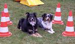 Natur-Hunde-Hotel Bergfried ein Hundeparadies - Top-Hundeurlaub