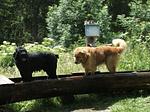 Natur-Hunde-Hotel Bergfried ein Hundeparadies - Top-Hundeurlaub