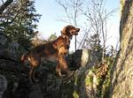 Natur-Hunde-Hotel Bergfried ein Hundeparadies - Top-Hundeurlaub