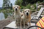 Natur-Hunde-Hotel Bergfried ein Hundeparadies - Top-Hundeurlaub
