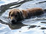 Natur-Hunde-Hotel Bergfried ein Hundeparadies - Top-Hundeurlaub