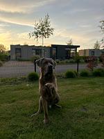 Cube Elite Paradiso mit Zaun Haus Nr. 211 - Top-Hundeurlaub