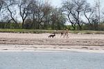 Campingplatz Ostseequelle - Top-Hundeurlaub