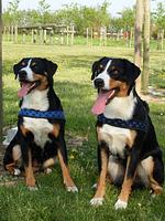 Friedrichskoog Ferienhaus Mia - Top-Hundeurlaub