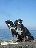 Friedrichskoog Ferienhaus Mia - Top-Hundeurlaub