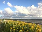 Wanderweg am Wattenmeer auf Amrum - Ferienwohnung *Inselnest am Meer* - Top-Hundeurlaub
