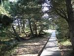 Bohlenwanderweg durch den Amrumer Wald - Ferienwohnung *Inselnest am Meer* - Top-Hundeurlaub