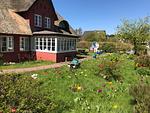 Tulpengarten am Hüs Sanskiin in Süddorf auf Amrum - Ferienwohnung *Driiwholt* - Top-Hundeurlaub