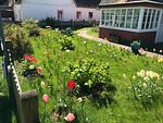 Tulpengarten am Hüs Sanskiin in Süddorf auf Amrum - Ferienwohnung *Driiwholt* - Top-Hundeurlaub