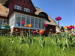 Tulpengarten am Hüs Sanskiin in Süddorf auf Amrum - Ferienwohnung *Eerdglüper* - Top-Hundeurlaub