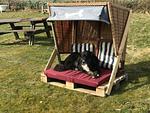 Strandkorb für Hunde am Hüs Sanskiin in Süddorf auf Amrum - Ferienwohnung *Eerdglüper* - Top-Hundeurlaub
