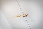 Dekoratives Detail - Residenz Bismarck, Whg. 9 - Top-Hundeurlaub