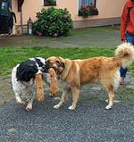 Ferienhof Höhensonne - Urlaub mit Hund mitten in der Sächsischen Schweiz - Top-Hundeurlaub
