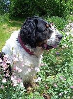 Ferienhof Höhensonne - Urlaub mit Hund mitten in der Sächsischen Schweiz - Top-Hundeurlaub