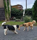 Ferienhof Höhensonne - Urlaub mit Hund mitten in der Sächsischen Schweiz - Top-Hundeurlaub