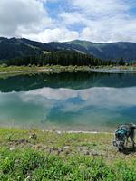 Appartement Schlosser  - Top-Hundeurlaub