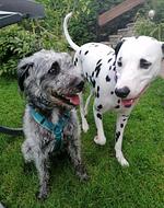 Appartement Schlosser  - Top-Hundeurlaub