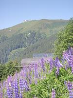 Appartement Schlosser  - Top-Hundeurlaub