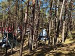 Waldidylle & Meerblick – Finnhütte im Kiefernwald nur 150 m zum Strand - Antonin - Top-Hundeurlaub