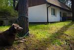 Ferienglück im Doppelhaus - 60 m zum Strand (Haus 4) - Top-Hundeurlaub