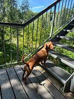 Baumhaus Amsel - Top-Hundeurlaub