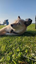 Baumhaus Amsel - Top-Hundeurlaub