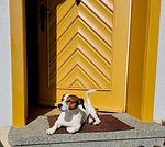 Ferienhaus Chalet Bergweide - Top-Hundeurlaub