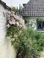 Ferienhaus Heidelodge - Top-Hundeurlaub