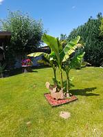 Ferienhaus im Spreewald - Top-Hundeurlaub