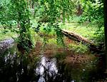 "Villa Frieda" Krakow am See - Top-Hundeurlaub