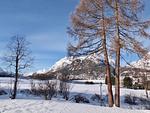Abitaziun San Gian C5 - Silvaplana/Surlej "Loga Elegance" - Top-Hundeurlaub