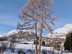 Abitaziun San Gian C5 - Silvaplana/Surlej "Loga Elegance" - Top-Hundeurlaub