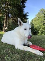 Gasthaus Pension Maßen - Top-Hundeurlaub