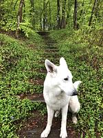 Gasthaus Pension Maßen - Top-Hundeurlaub