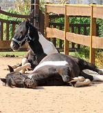 Ferienhaus  mit Schwimmhalle und Sauna - Top-Hundeurlaub