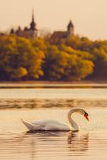 Seebauer Hotel Gut Wildbad - Top-Hundeurlaub