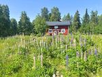 Sommerwiese vor dem Hus Fee in Dalarna - Hus Fee - Top-Hundeurlaub