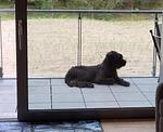 Balkon - FeWo Loft Sturmmöwe in PRORA - 4.12 - Top-Hundeurlaub