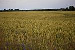 Feld hinter dem Haus - Ostseelandsitz Mira Belle Fewo 1 mit Indoor Pool und Sauna - Top-Hundeurlaub