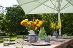 Garten - Ölböhm - Holsteinische Schweiz - Top-Hundeurlaub