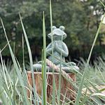 Whg. Strandhütte - Vierlindenhof - Top-Hundeurlaub