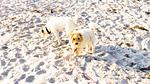 Ostsee Ferienhaus Ostseelodge - Top-Hundeurlaub
