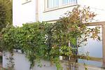 Terrasse - Appartementanlage Strandjuwel Fewo 234 - Top-Hundeurlaub