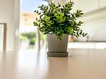 Dekoratives Detail - Wohnung Pierre 01 - Top-Hundeurlaub