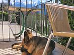Appartamento Panoramico mit großer Terrasse und wunderschönem Seeblick - 017185-CNI-00483 - Top-Hundeurlaub