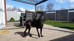 Ferienhaus Plattfisch - Top-Hundeurlaub