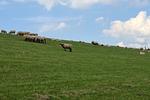 Fewo Seeschwalbe B - Top-Hundeurlaub