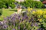 Haus Carpe Diem - Top-Hundeurlaub